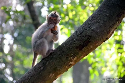 Affenwälder auf Bali