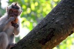 Affenwälder auf Bali