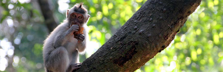 Affenwälder auf Bali