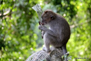 Affe nascht an der Chipstüte