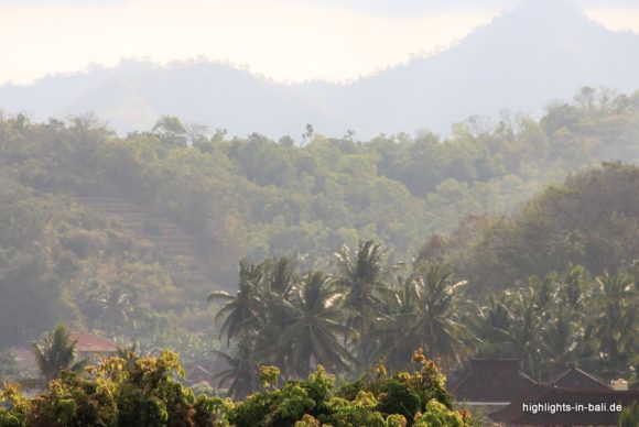 Dschungel in Bali