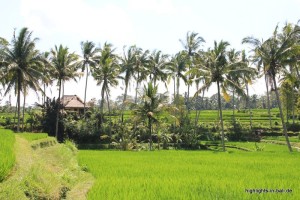 Reisfeld bei Ubud