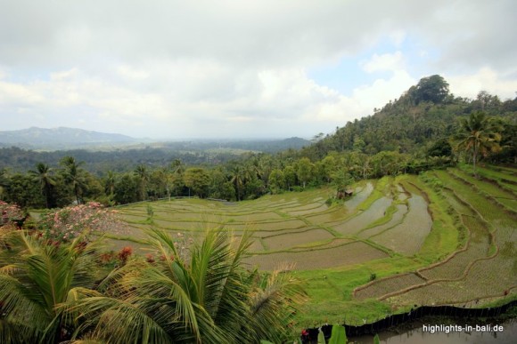 Reisterrassen auf Bali